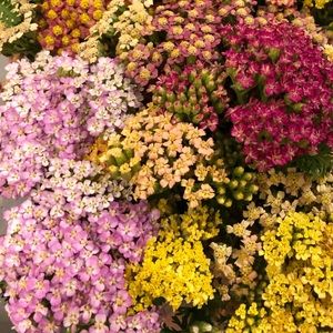 Meet your Posher, Ariana